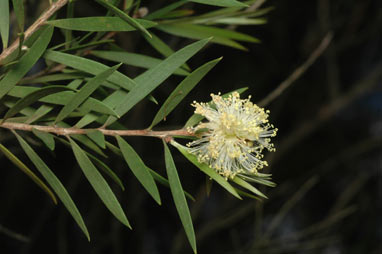 APII jpeg image of Melaleuca croxfordiae  © contact APII