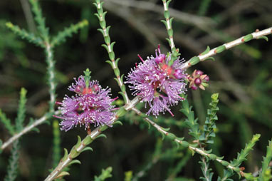 APII jpeg image of Melaleuca gibbosa  © contact APII