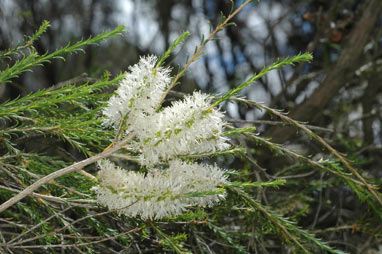 APII jpeg image of Melaleuca hamulosa  © contact APII