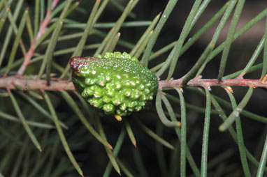 APII jpeg image of Hakea pachyphylla  © contact APII