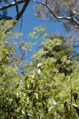 APII jpeg image of Astrotricha latifolia  © contact APII