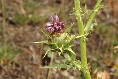 APII jpeg image of Silybum marianum  © contact APII