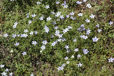 APII jpeg image of Wahlenbergia glabra  © contact APII