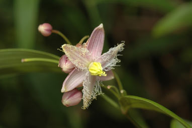 APII jpeg image of Eustrephus latifolius  © contact APII