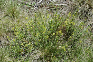 APII jpeg image of Pimelea curviflora var. acuta  © contact APII