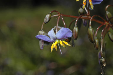 APII jpeg image of Dianella tasmanica  © contact APII