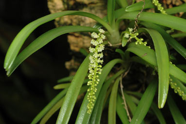 APII jpeg image of Bulbophyllum finetianum  © contact APII