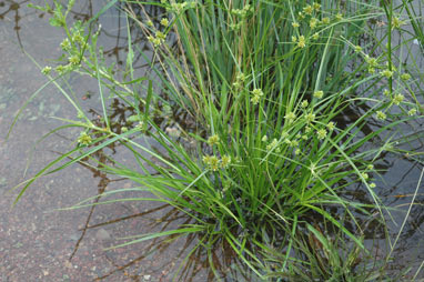 APII jpeg image of Cyperus eragrostis  © contact APII