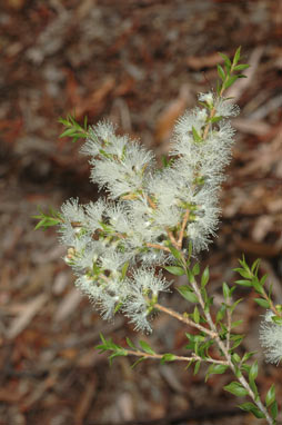 APII jpeg image of Melaleuca squamophloia  © contact APII