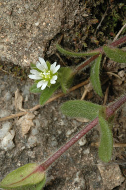 APII jpeg image of Cerastium vulgare  © contact APII