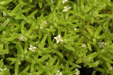 APII jpeg image of Crassula helmsii  © contact APII