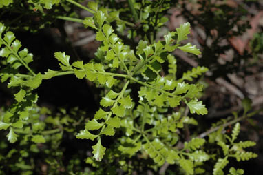 APII jpeg image of Phyllocladus trichomanoides  © contact APII