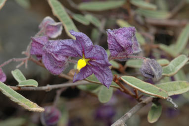 APII jpeg image of Keraudrenia integrifolia  © contact APII