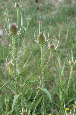 APII jpeg image of Dipsacus fullonum  © contact APII