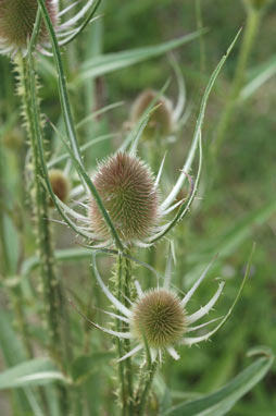 APII jpeg image of Dipsacus fullonum  © contact APII