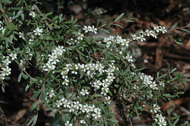 APII jpeg image of Leptospermum polyanthum  © contact APII