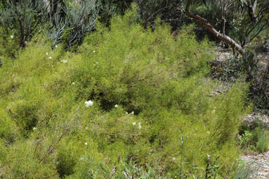 APII jpeg image of Grevillea paniculata  © contact APII