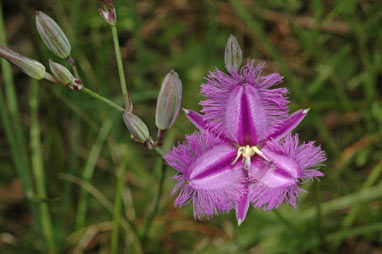 APII jpeg image of Thysanotus tuberosus subsp. tuberosus  © contact APII