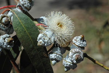 APII jpeg image of Eucalyptus globulus subsp. bicostata  © contact APII