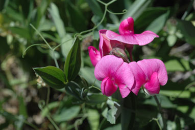 APII jpeg image of Lathyrus latifolius  © contact APII