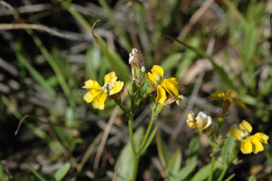 APII jpeg image of Goodenia paniculata  © contact APII