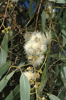 APII jpeg image of Eucalyptus parramattensis var. sphaerocalyx  © contact APII