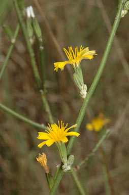 APII jpeg image of Chondrilla juncea  © contact APII