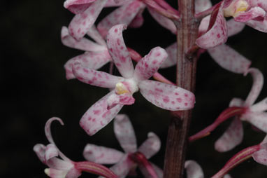 APII jpeg image of Dipodium roseum  © contact APII