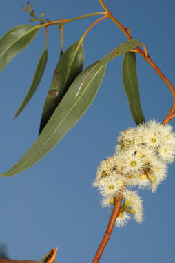 APII jpeg image of Eucalyptus petraea  © contact APII