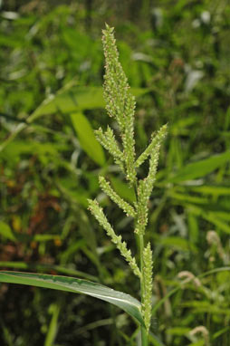 APII jpeg image of Echinochloa crus-galli  © contact APII