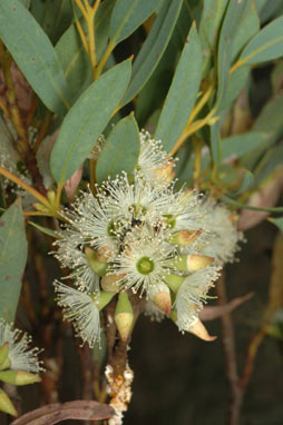 APII jpeg image of Eucalyptus ligulata subsp. stirlingica  © contact APII