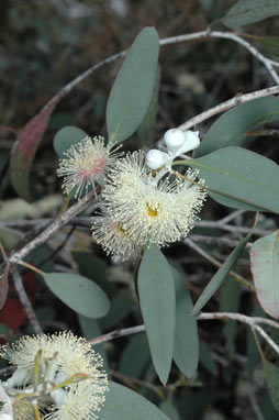 APII jpeg image of Eucalyptus morrisbyi  © contact APII