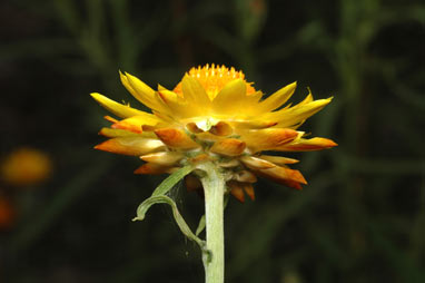 APII jpeg image of Xerochrysum bracteatum  © contact APII