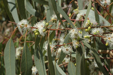 APII jpeg image of Eucalyptus bridgesiana  © contact APII