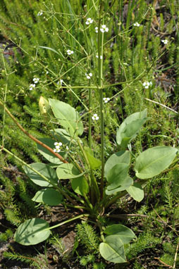 APII jpeg image of Alisma plantago-aquatica  © contact APII