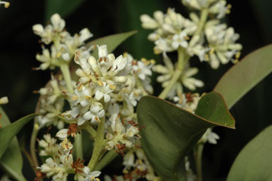 APII jpeg image of Ligustrum lucidum  © contact APII