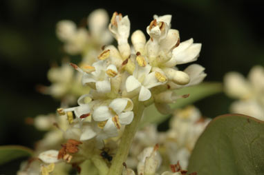 APII jpeg image of Ligustrum lucidum  © contact APII