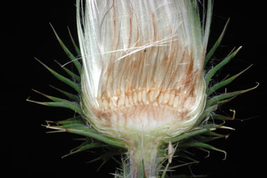 APII jpeg image of Cirsium vulgare  © contact APII