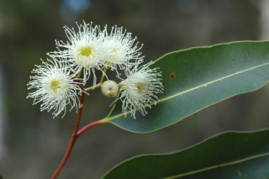 APII jpeg image of Corymbia gummifera  © contact APII