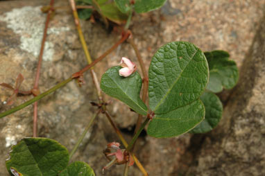 APII jpeg image of Desmodium gunnii  © contact APII