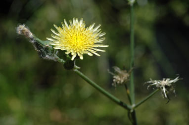 APII jpeg image of Sonchus oleraceus  © contact APII