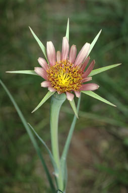 APII jpeg image of Tragopogon porrifolius  © contact APII