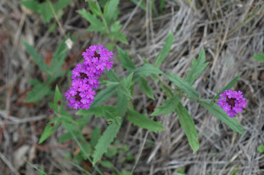 APII jpeg image of Verbena rigida  © contact APII