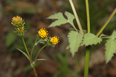 APII jpeg image of Bidens pilosa  © contact APII