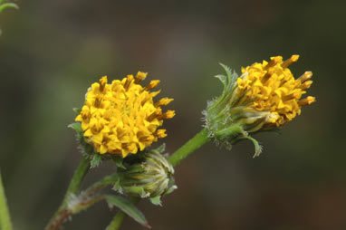 APII jpeg image of Bidens pilosa  © contact APII