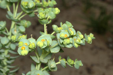 APII jpeg image of Euphorbia paralias  © contact APII