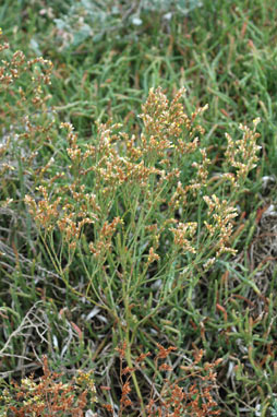 APII jpeg image of Limonium australe var. australe  © contact APII