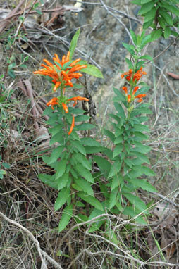 APII jpeg image of Leonotis leonurus  © contact APII