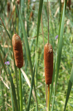 APII jpeg image of Typha orientalis  © contact APII