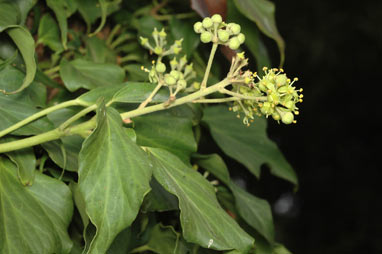 APII jpeg image of Hedera helix  © contact APII